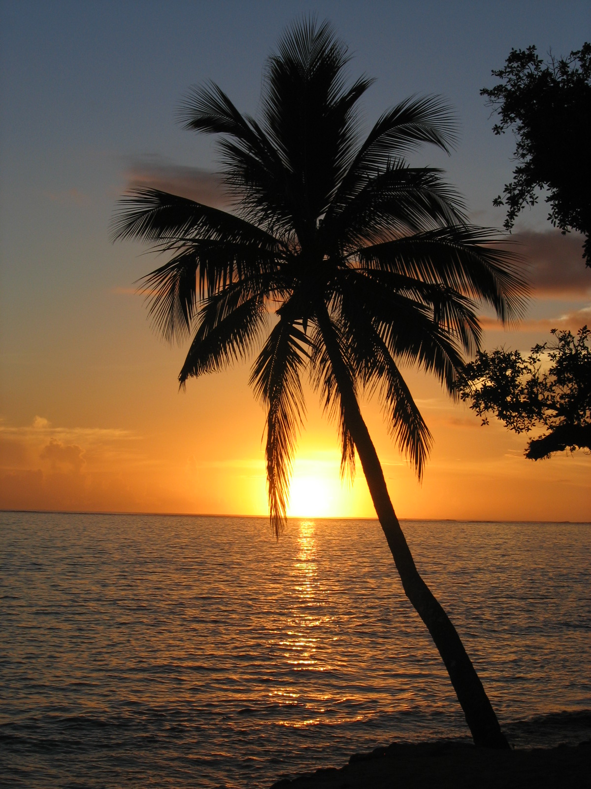 Why Do They Paint The Bottom Of Palm Trees White