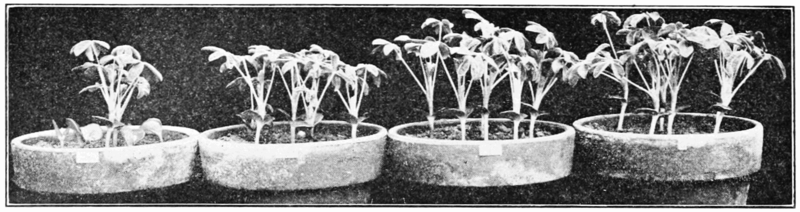 Effects of Radiation on Plants