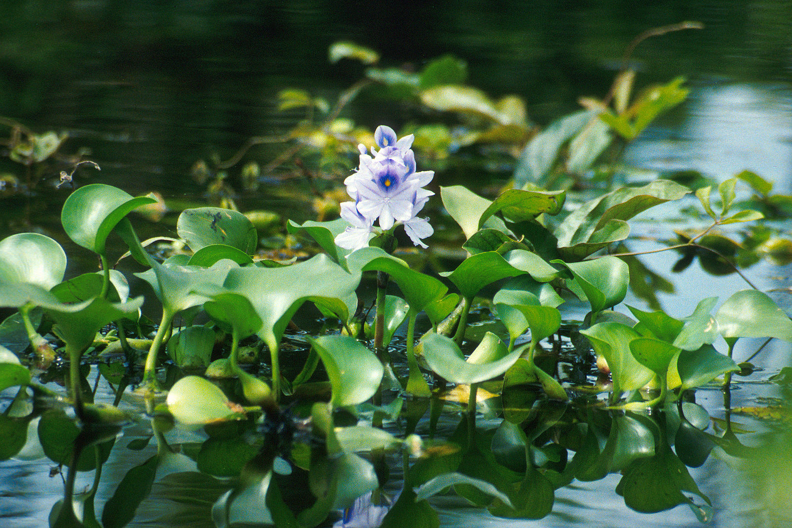 7-characteristics-of-water-hyacinth